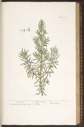Tallerken 159, fra 