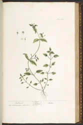 Tallerken 164, fra 