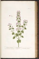Tallerken 166, Mountain Calamint, fra 