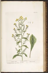 Tallerken 169, Golden Rod, fra 