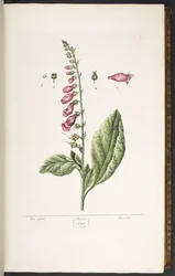 Tallerken 16, Fox Glove, fra 