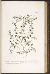 Tallerken 170, fra 