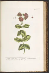 Tallerken 191, Orpine, eller Lev længe, fra 
