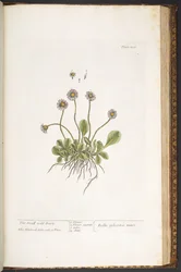 Tallerken 200, The Small Wild Daisy, fra 