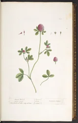Tallerken 20, Purple Trefoil Clover Grass, fra 