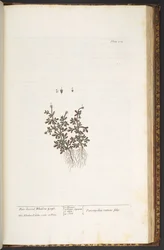 Tallerken 212, fra 