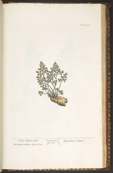 Tallerken 219, fra 