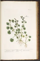 Tallerken 225, fra 
