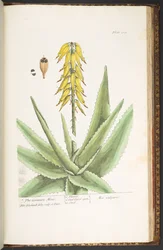 Tallerken 229, fra 