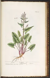 Tallerken 230, fra 