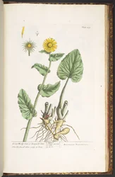 Tallerken 239, fra 