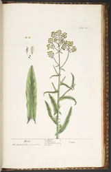 Tallerken 246, Wodd, fra 