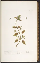 Tallerken 24, Self Heal, fra 