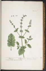 Tallerken 258, fra 