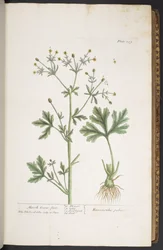 Tallerken 259, fra 