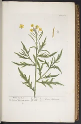 Tallerken 266, fra 