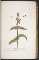 Tallerken 273, fra 
