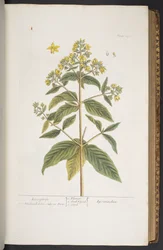 Tallerken 278, fra 