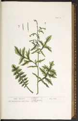 Tallerken 28, Hedge Mustard, fra 