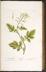 Tallerken 29, hvid sennep, fra 