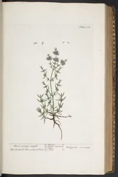 Tallerken 304, fra 