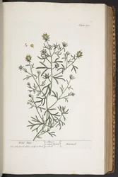 Tallerken 310, fra 