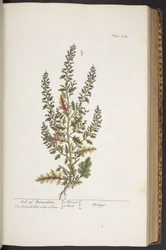 Tallerken 314, fra 