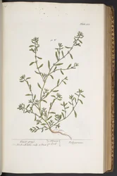 Tallerken 315, fra 