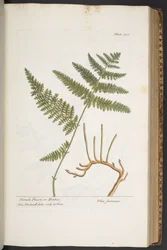 Tallerken 325, fra 