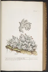 Tallerken 336, Askfarvet leverurt, fra 