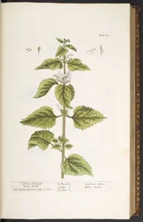 Tallerken 33, White Archangel Dead Nettle, fra 