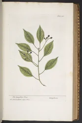 Tallerken 347, fra 