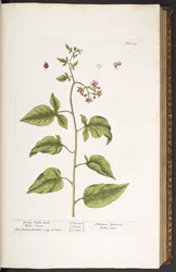 Tavle 34, bittersød natskygge, bittersød, fra "A Curious Herbal"