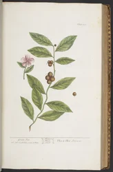 Tallerken 351, fra 