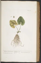 Tallerken 359, fra 
