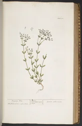 Tallerken 368, fra 