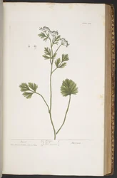 Tallerken 374, fra 