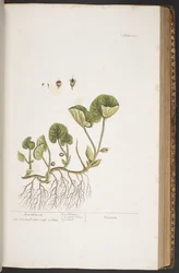 Tallerken 383, fra 