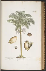 Tallerken 387, fra 