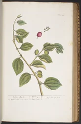 Tallerken 388, fra 