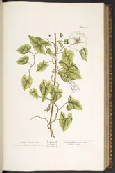 Tallerken 38, Great Bindweed, fra 