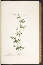 Tallerken 39, Clivers, Goose Grass, fra 