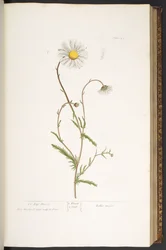 Tallerken 42, Ox-Eye Daisy, fra 