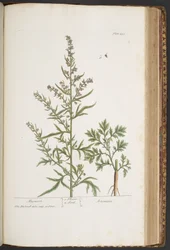 Tallerken 431, fra 