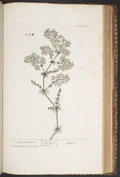 Tallerken 435, Ladies Bedstraw, fra 