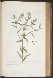 Tallerken 436, fra 