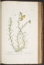 Tallerken 438, fra 
