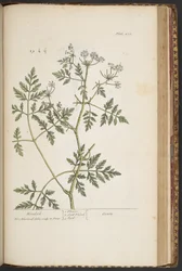 Tallerken 451, fra 