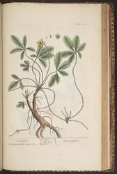 Tallerken 454, Cinquefoil, fra 