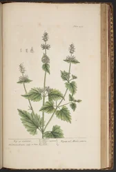 Tallerken 455, fra 